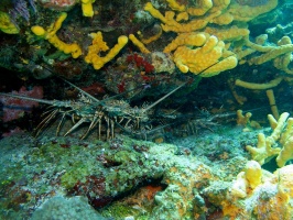 IMG 3227 Spiny Lobsters